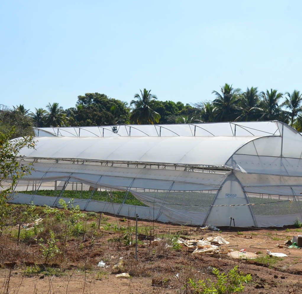 Greenhouse Project 32